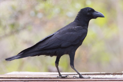 Large-billed Crow - Corvus macrorhynchos spp.
