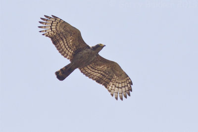 Changeable Hawk-Eagle - Spizaetus cirrhatus limnaetus