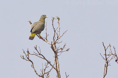 Yellow-footed Green-Pigeon - Treron phoenicoptera annamensis
