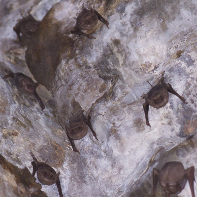 Black-bearded Tomb-Bats - Taphozous melanopogon