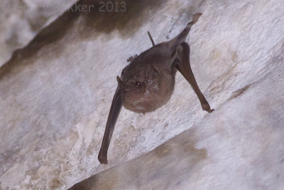 Black-bearded Tomb-Bat - Taphozous melanopogon