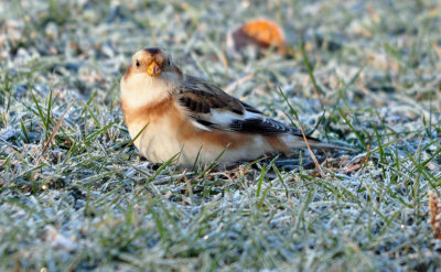 Snow Bunting 