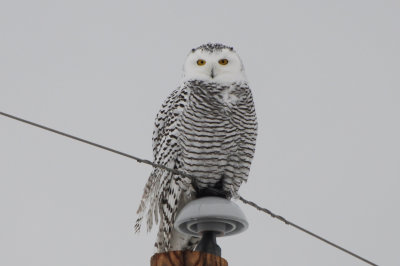 Snowy Owl 