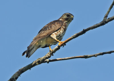 Broadwing Hawk