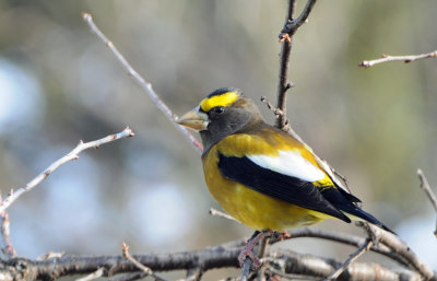 Evening Grosbeak 