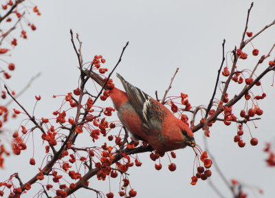 Pine Grosbeak 