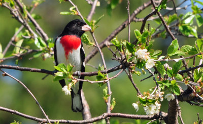 Rose-breasted Grosbeak 