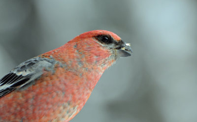 Pine Grosbeak 