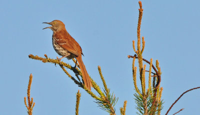 Brown Thrasher 