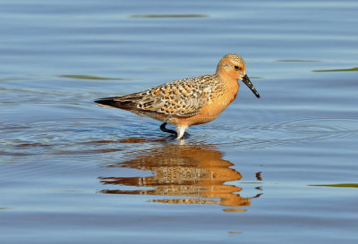Red Knot 