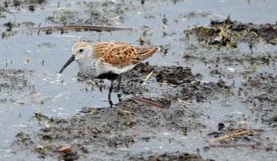 Dunlin 