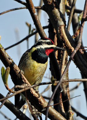 Yellow-bellied Sapsucker 