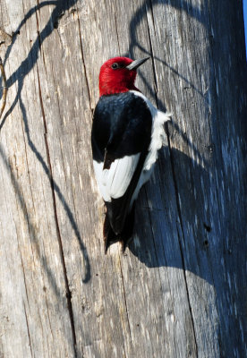 Red-headed Woodpecker 