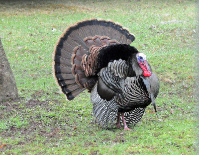Wild Turkey 