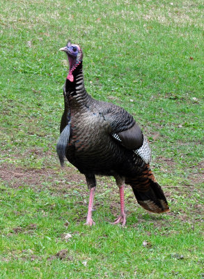 Wild Turkey 