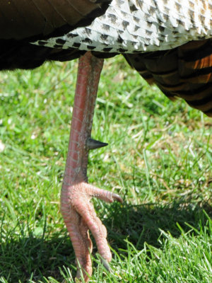 Wild Turkey