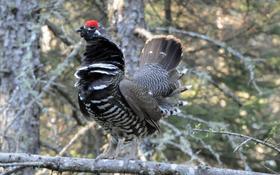 Spruce Grouse 