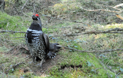Spruce Grouse 
