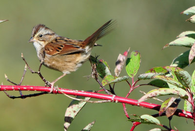 Swampy Sparrow 