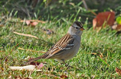 White-crowned Sparrow 