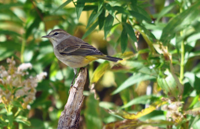 Palm Warbler