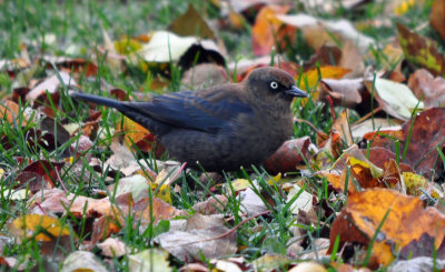 Rusty Blackbird 