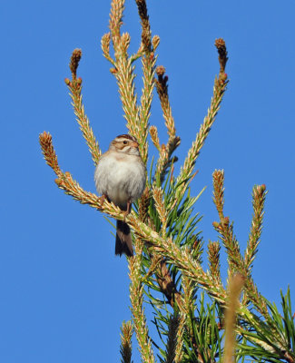 Clay-colored Sparrow 