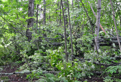 Storm Damage  07-07-12