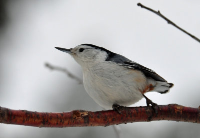 White-breasted Nuthatch 