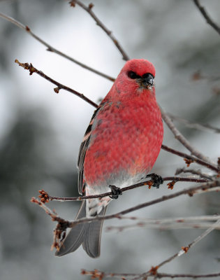 Pine Grosbeak 