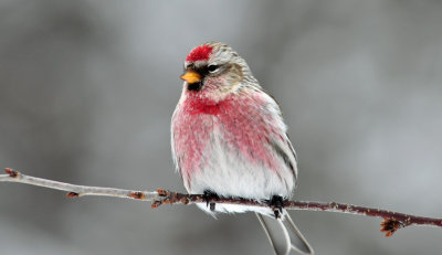 Common Redpoll 