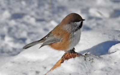 Boreal Chickadee 