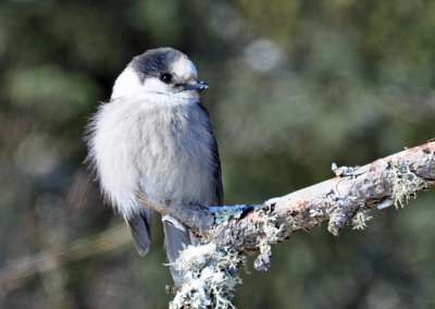 Gray Jay 