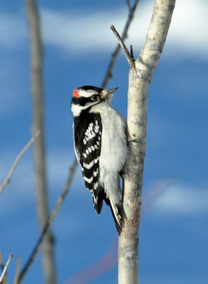 Downy Woodpecker 