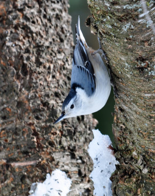 White-breasted Nuthatch