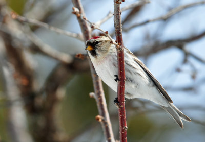 Hoary Redpoll 