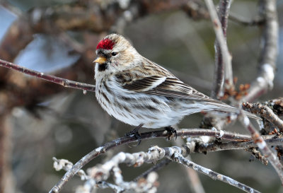 Common Redpoll 