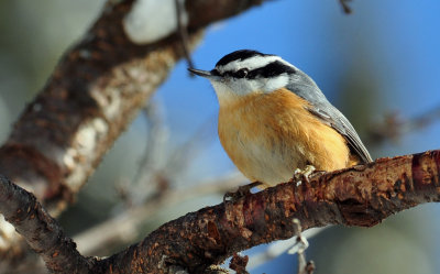 Red-breasted Nuthatch