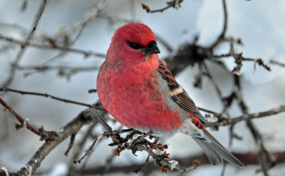 Pine Grosbeak 