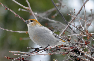 Pine Grosbeak 