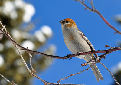 Pine Grosbeak 