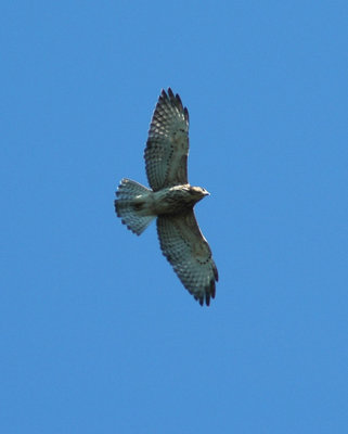 IM. Broad-winged Hawk