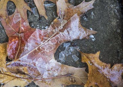 Broken ice on a fallen leaf.