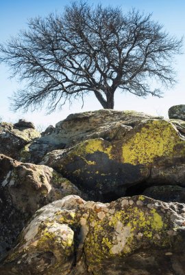 Lichen on the Rocks