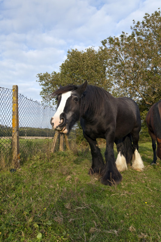 Friendly Shire Horse - UK
