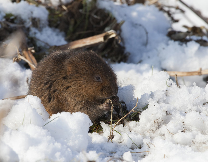 Water Vole - UK