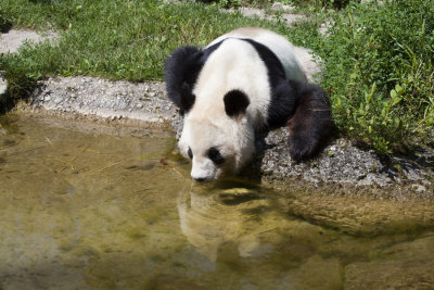Giant Panda - Vienna Zoo