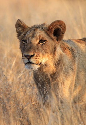 Lion in evening light - Kruger South Africa