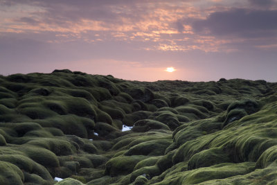 Lava field at Dawn - Iceland