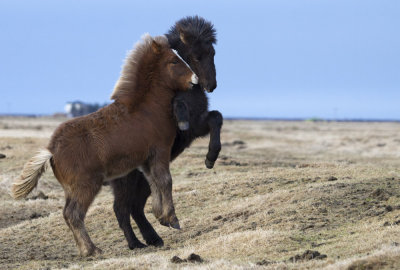 Icelandic Ponies